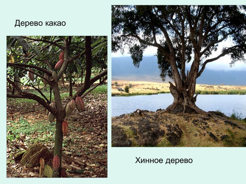Cinchona succirubra