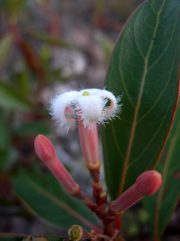 Cinchona Calisaya
