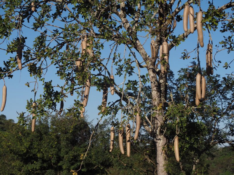 Кора дерева Cinchona Bark