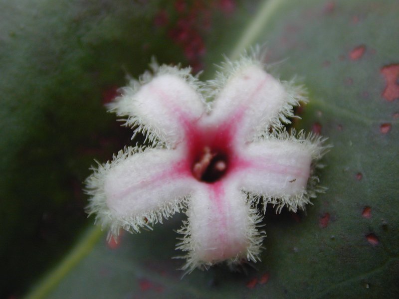 Cinchona succirubra