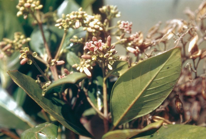 Cinchona succirubra