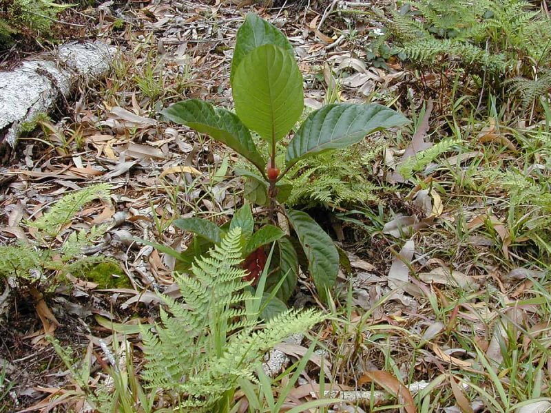 Hevea Brasiliensis