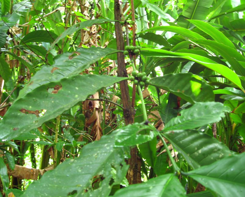 Ceiba-Kapok pentandra
