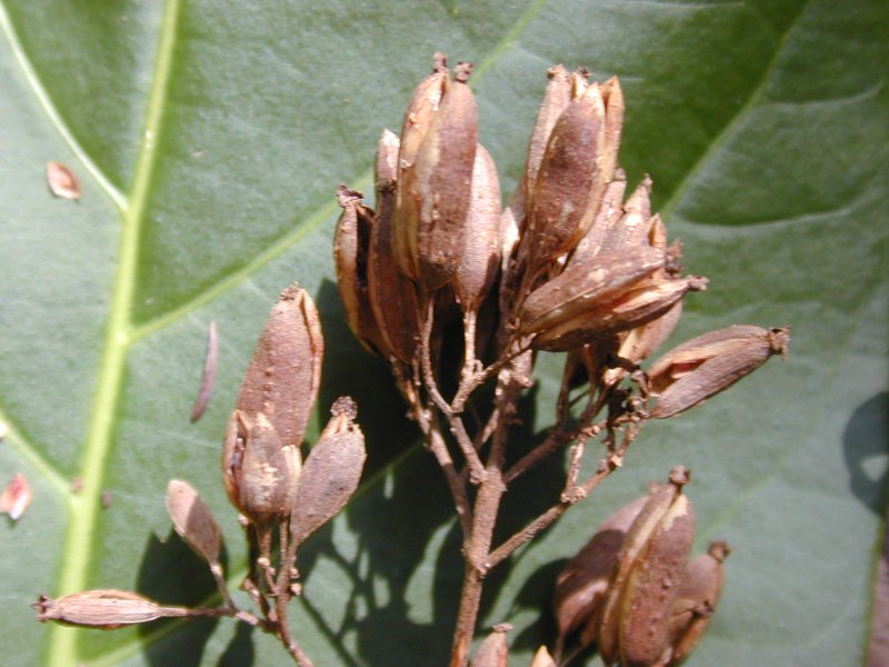 Cinchona pubescens