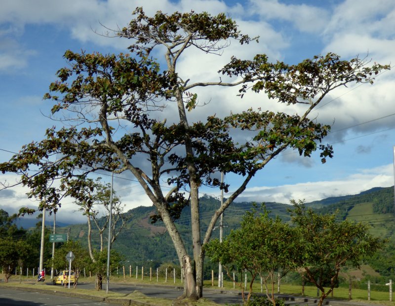 Cinchona pubescens