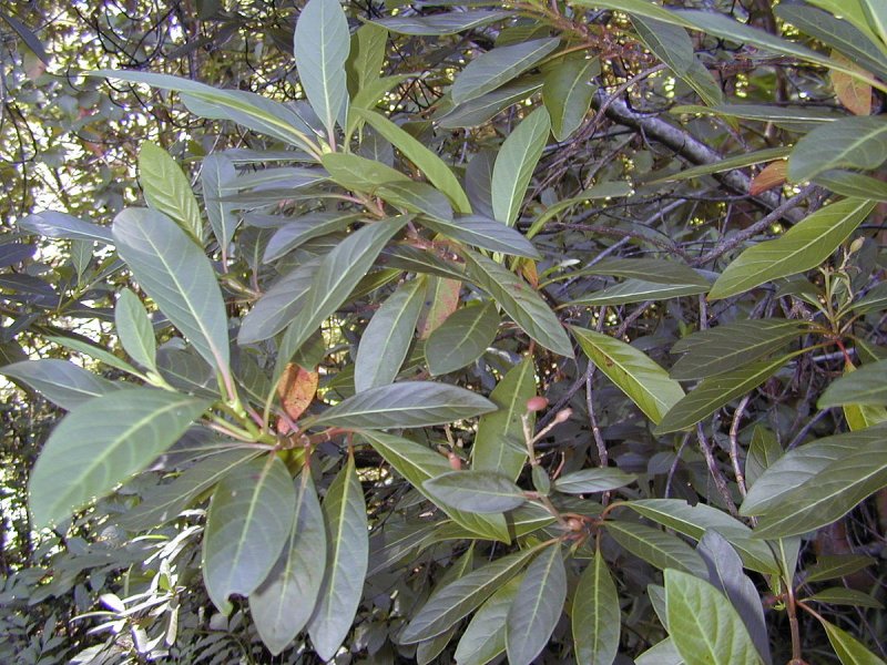 Cinchona Calisaya