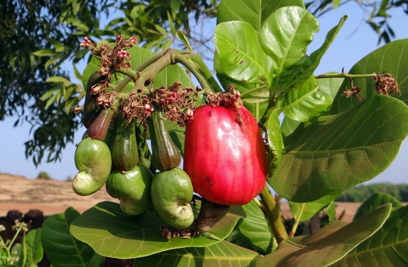 Cinchona pubescens Seeds
