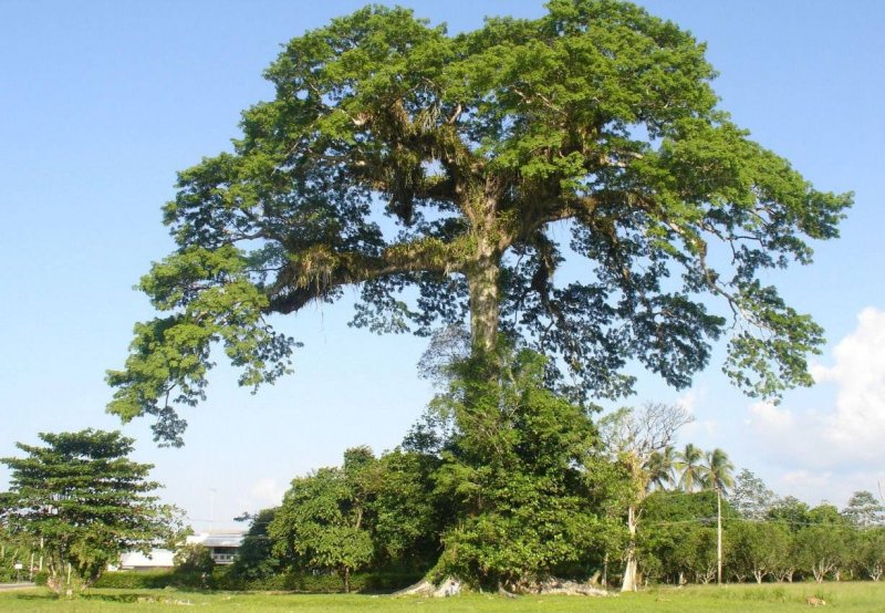 Хлопковое дерево (Ceiba speciosa)