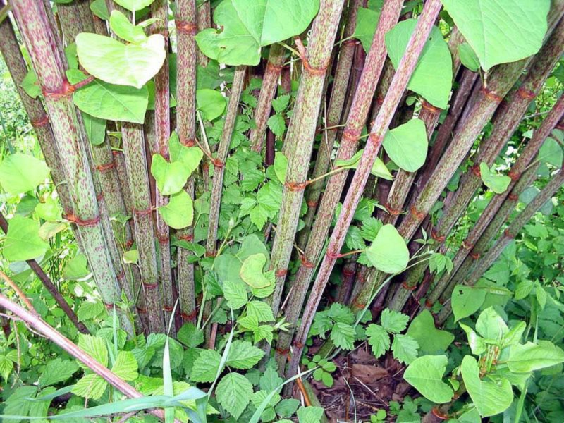 Рейнутрия Сахалинская - Reynoutria sachalinensis