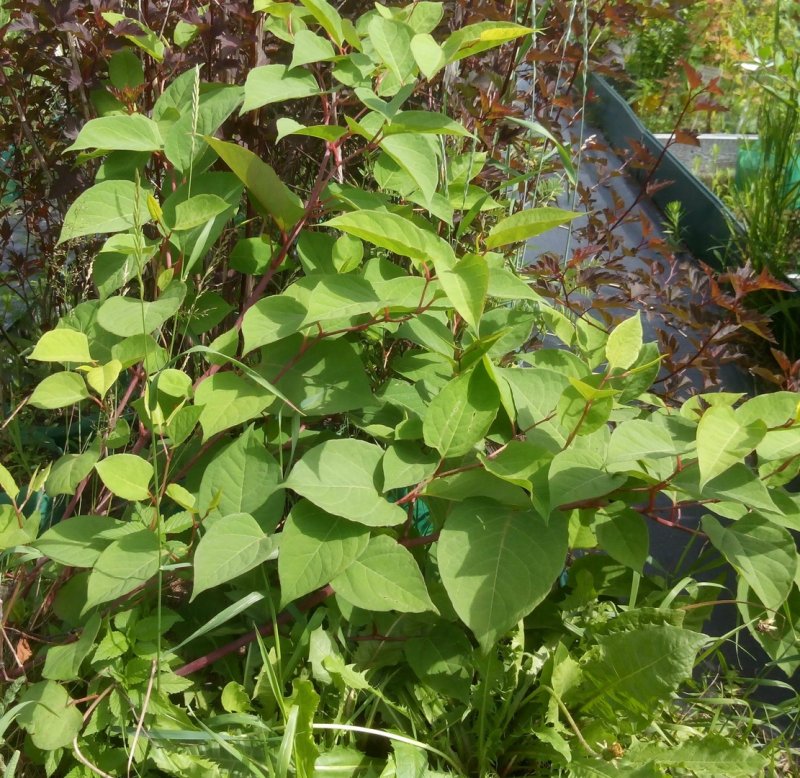 Polygonum sachalinense