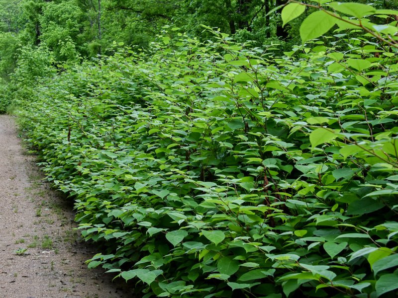 Рейнутрия японская Fallopia japonica