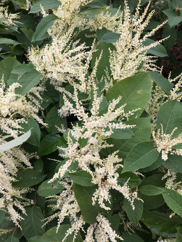Рейнутрия японская Fallopia japonica