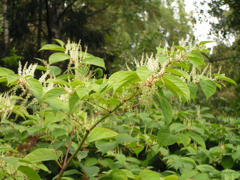 Сахалинский Горец (Polygonum sachalinense)