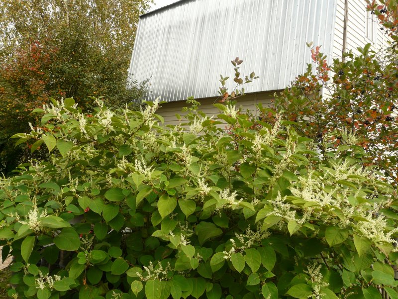 Рейнутрия Сахалинская - Reynoutria sachalinensis