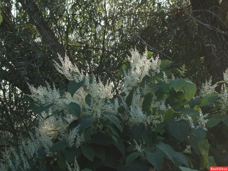 Рейнутрия Сахалинская (Reynoutria sachalinensis), Сибирский бамбук