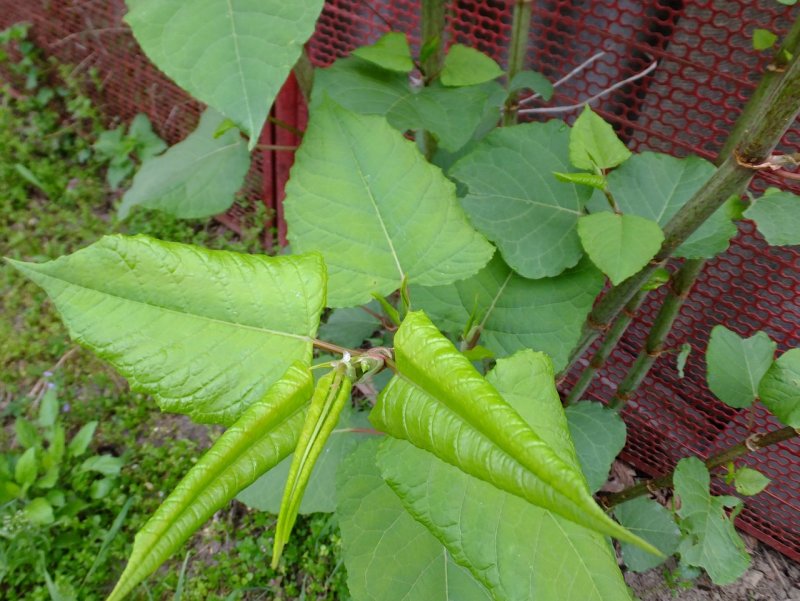 Рейнутрия Сахалинская - Reynoutria sachalinensis
