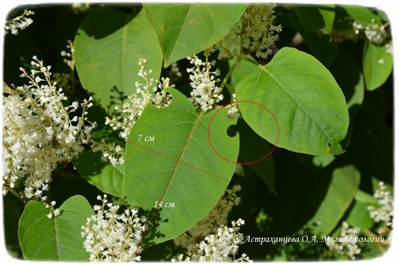 Сахалинский Горец (Polygonum sachalinense)
