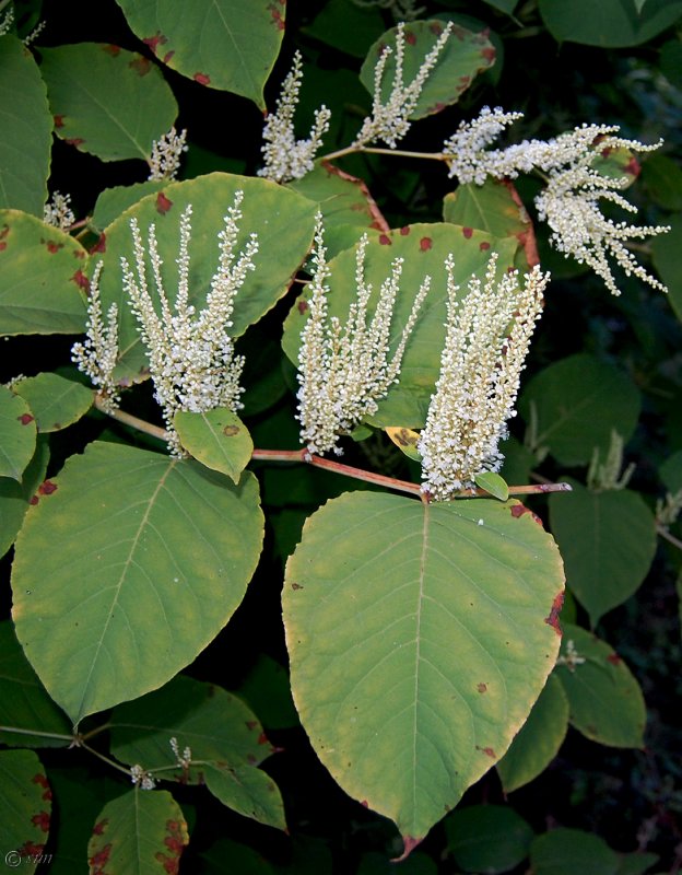 Горец Сахалинский Reynoutria sachalinensis