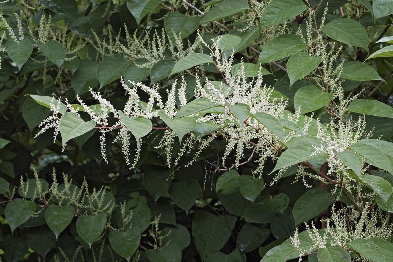Рейнутрия Сахалинская - Reynoutria sachalinensis