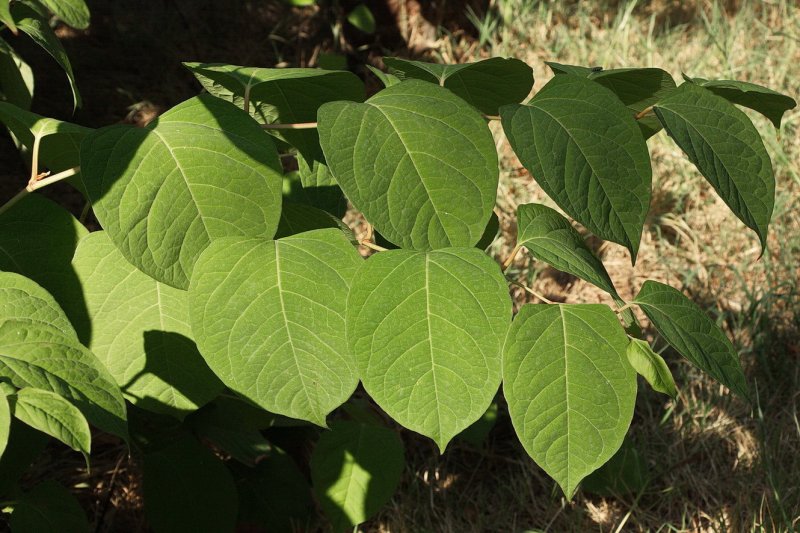Reynoutria japonica