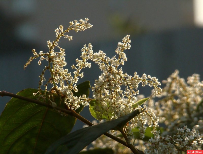 Рейнутрия Богемская Reynoutria Bohemica
