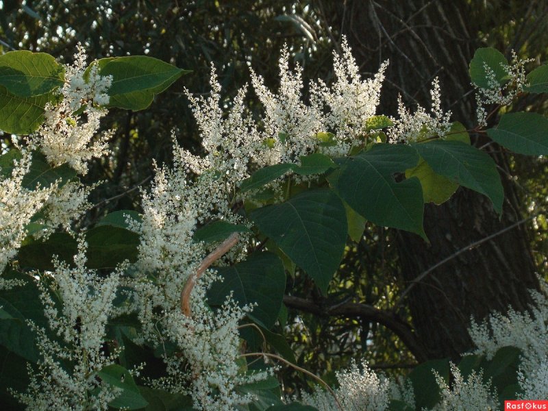 Рейнутрия Сахалинская - Reynoutria sachalinensis