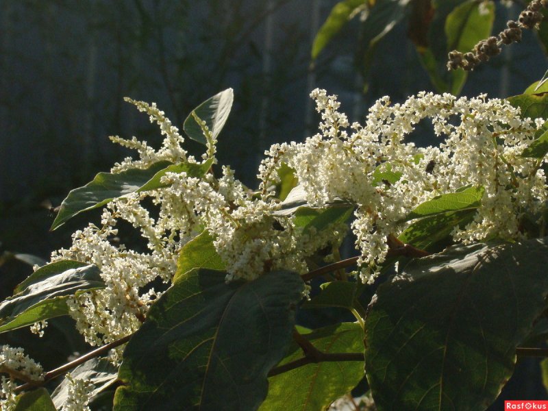 Reynoutria sachalinensis
