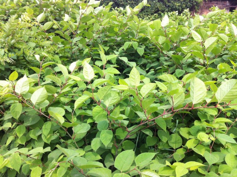 Fallopia sachalinensis