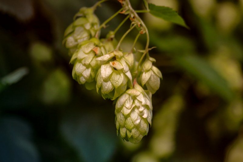 Хмель обыкновенный (Humulus lupulus l.)