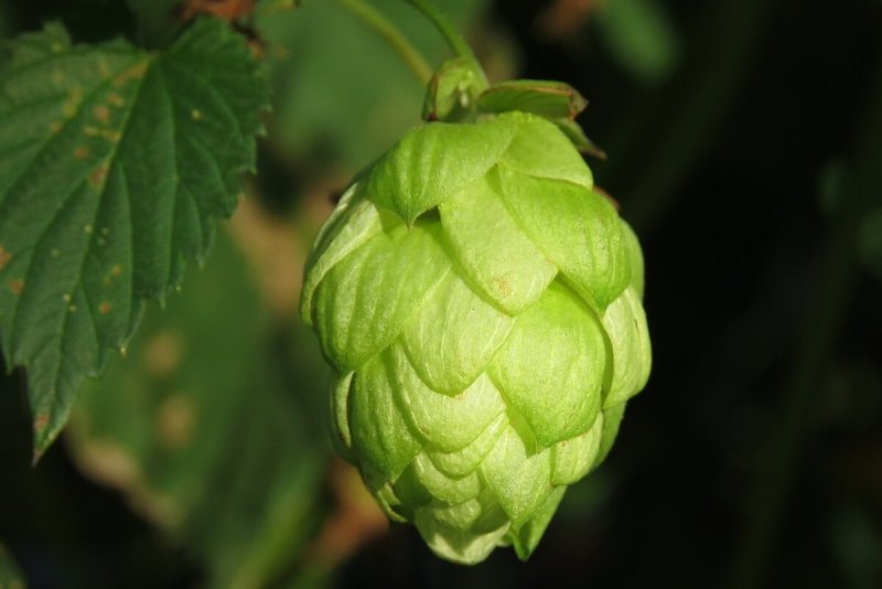(Хмель - Humulus)