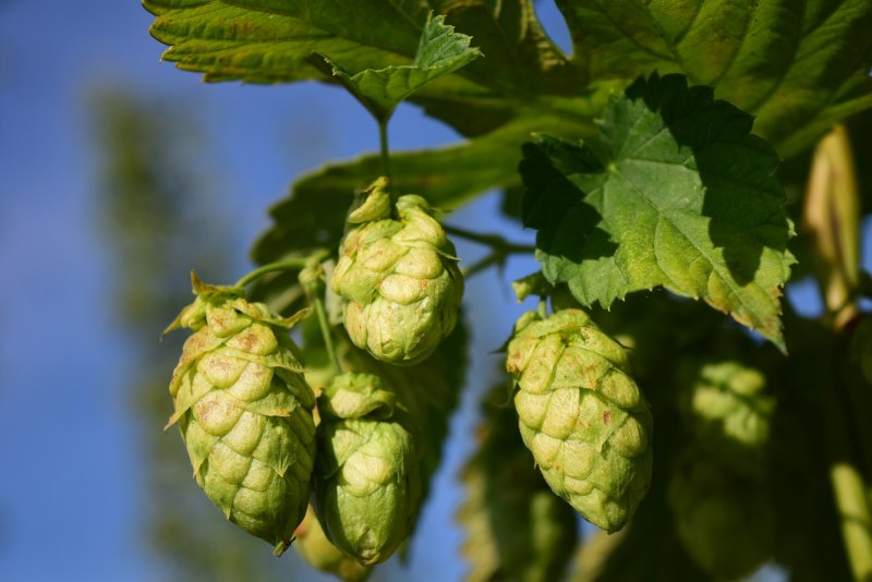 Хмель обыкновенный (Humulus lupulus)