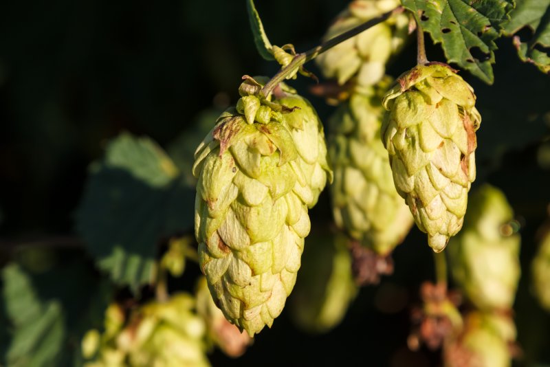 (Хмель - Humulus)