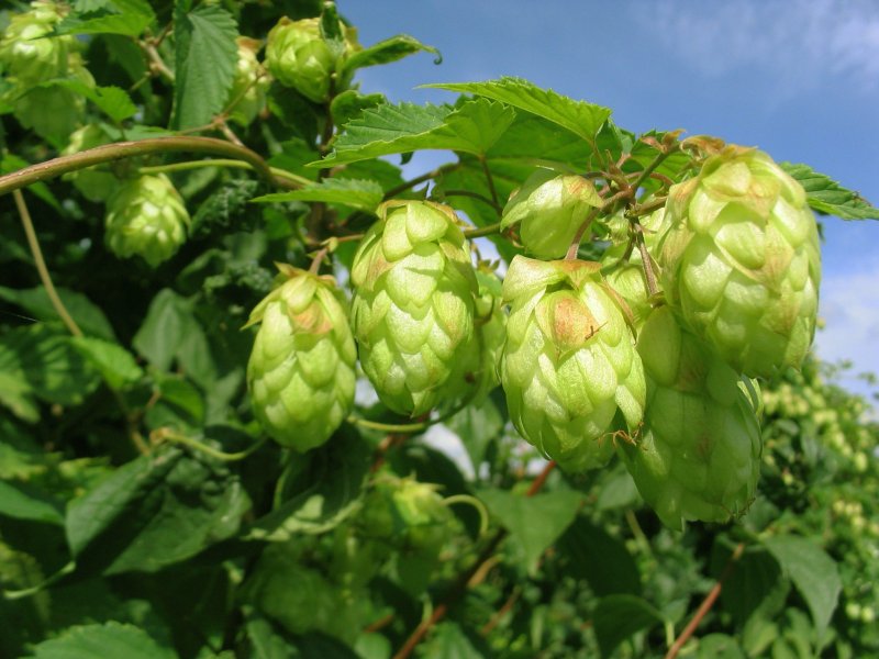 Хмель обыкновенный (Humulus lupulus)