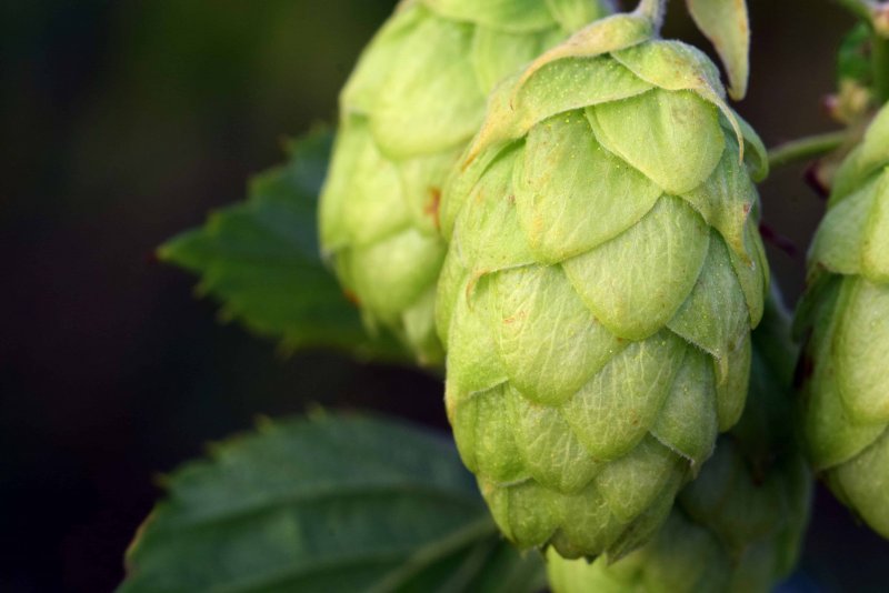 (Хмель - Humulus)