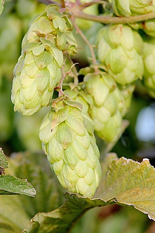 Humulus lupulus