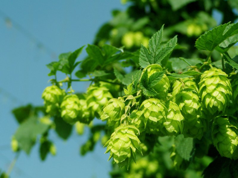 Humulus lupulus