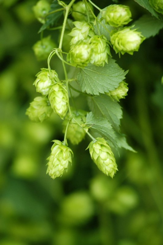 Humulus lupulus