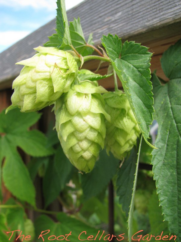 Хмель обыкновенный Nordbrau