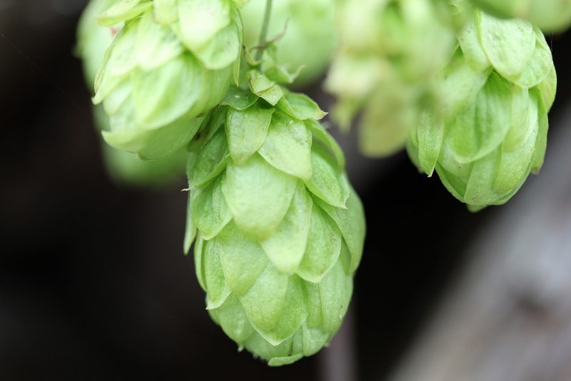 (Хмель - Humulus)