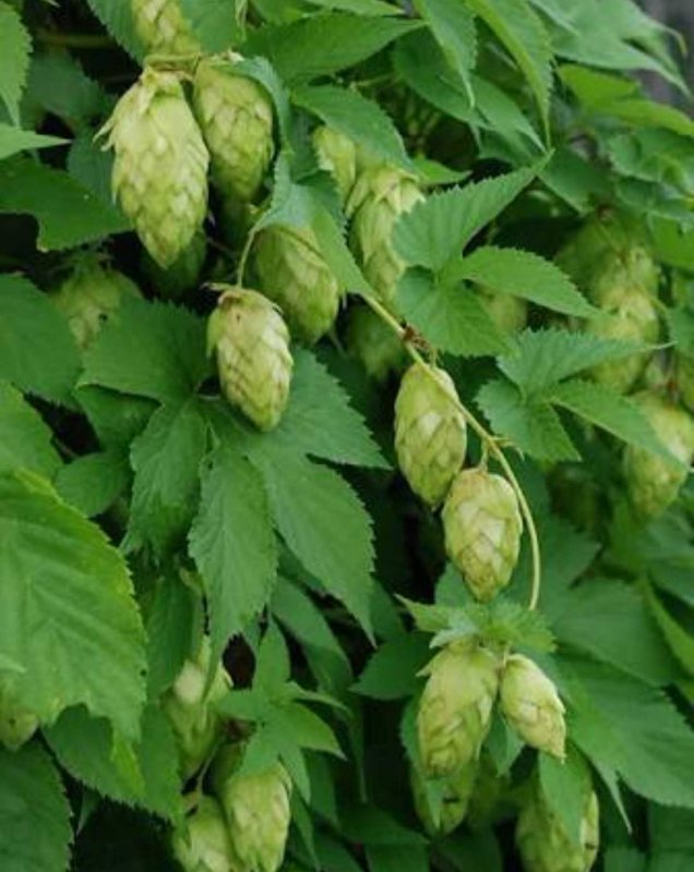 (Хмель - Humulus)