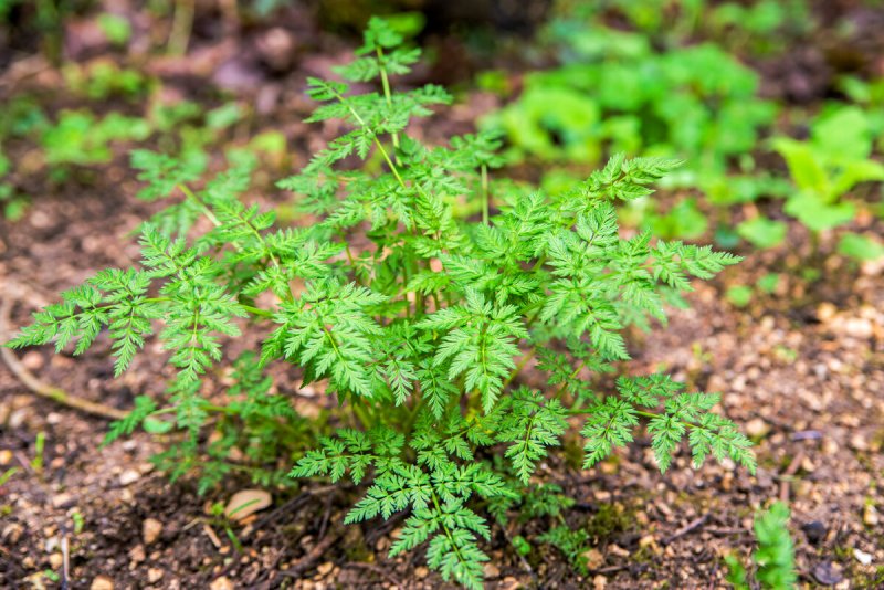Кервель ажурный ( Anthriscus cerefolium)
