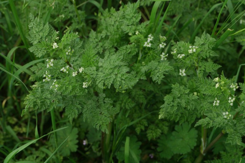 Кервель ажурный ( Anthriscus cerefolium)