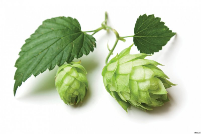 Hops Brewer Хмель