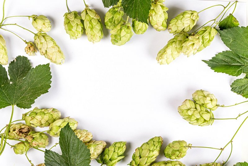 Лист хмеля Citra