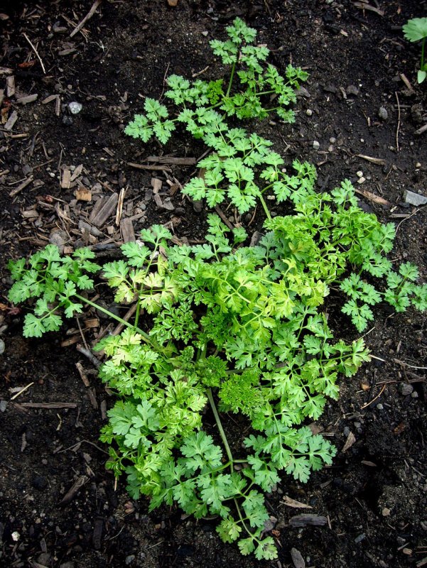 Кервель ажурный ( Anthriscus cerefolium)