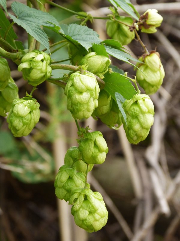 (Хмель - Humulus)