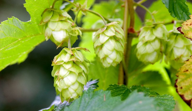 (Хмель - Humulus)