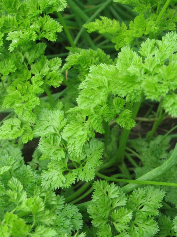Кервель ажурный ( Anthriscus cerefolium)