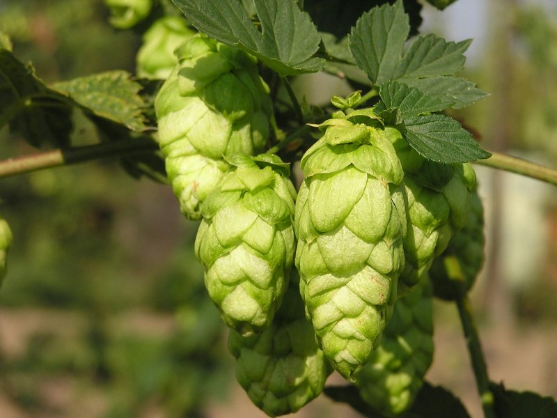 (Хмель - Humulus)