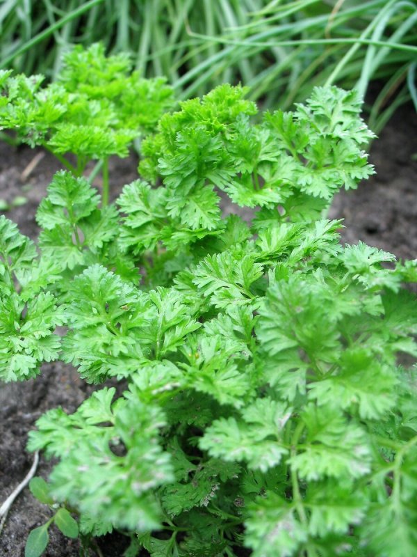 Кервель ажурный ( Anthriscus cerefolium)